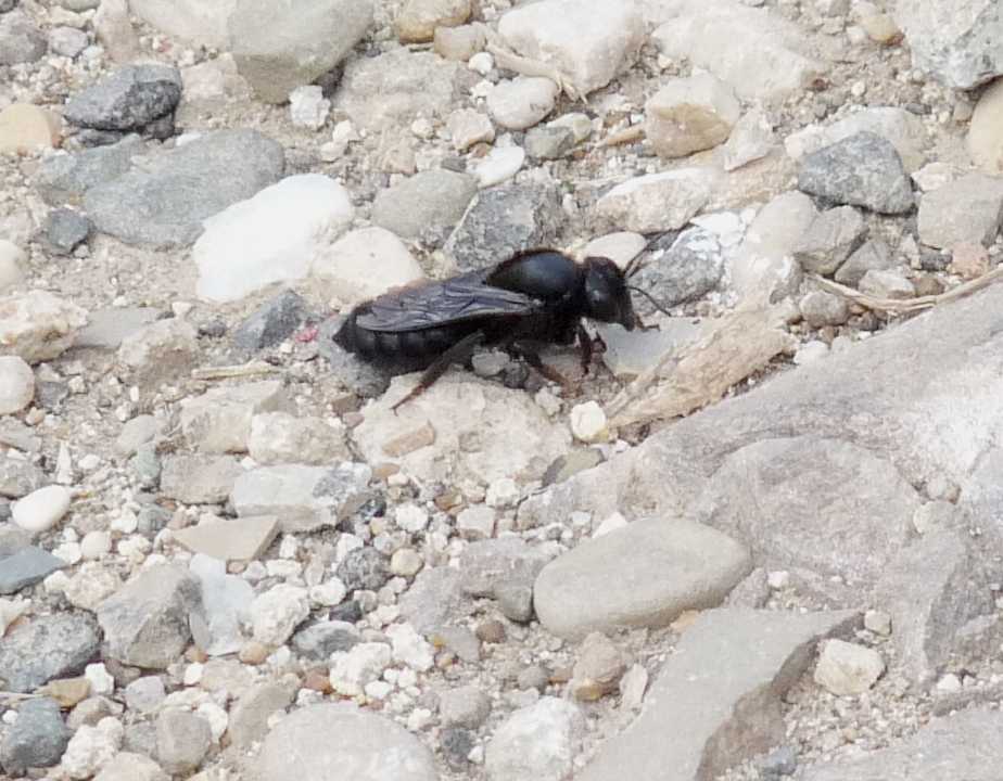Imenottero sospettoso (Chalicodoma o Xilocopa)